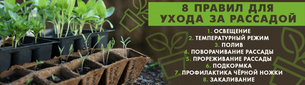 баннер в раздел рассада.jpg